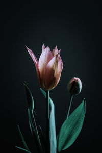 Close-up of flowering plant against black background