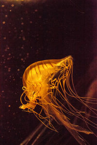 Close-up of jellyfish swimming in sea