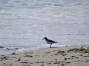 Seagull perching on a beach