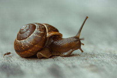 Close-up of snail