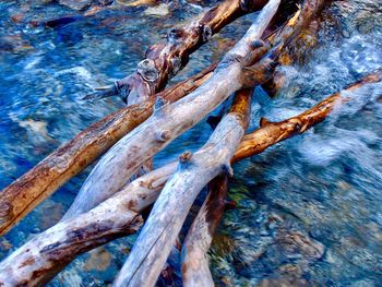 High angle view of driftwood in sea