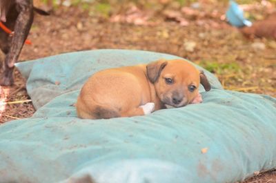 Close-up of dog relaxing outdoors