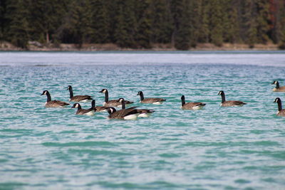 Birds swimming in lake