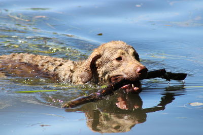 Dog in a lake