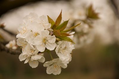 Close-up of white cherry blossoms in spring