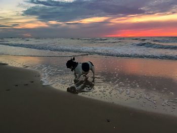 Dog standing on beach against sky during sunset