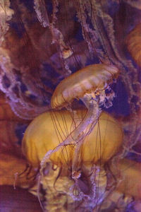 Close-up of jellyfishes swimming in aquarium