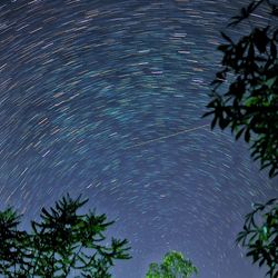 Low angle view of trees against sky at night