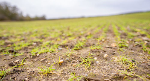 Surface level of agricultural field