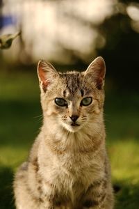 Close-up portrait of cat