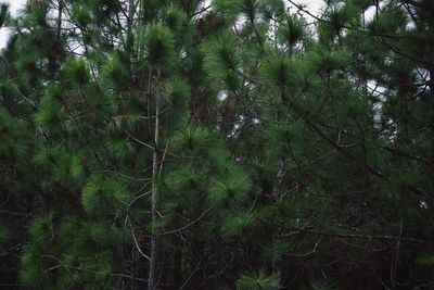 Low angle view of bamboo trees in forest