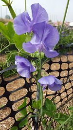 Close-up of purple flowers