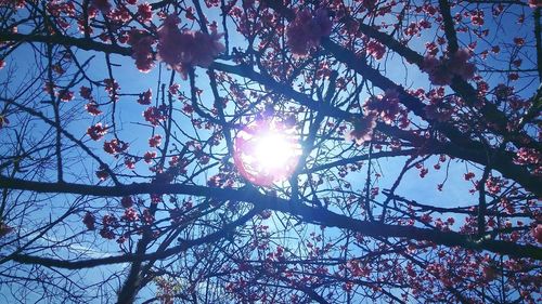 Low angle view of cherry blossoms against bright sun