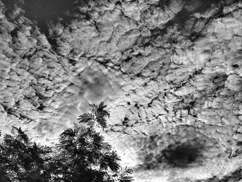 Close-up of tree against sky