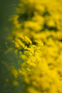 Close-up of fresh yellow flower field