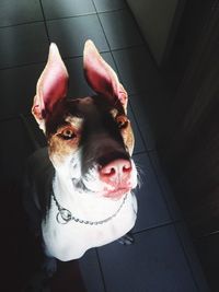 Close-up portrait of dog