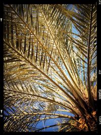 Low angle view of trees