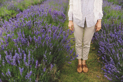 Low section of woman standing in lavender field