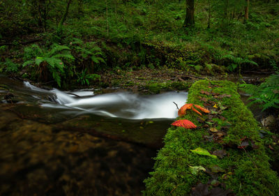 Stream flowing amidst trees in forest