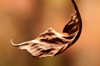 Close-up of dried plant on dry leaf