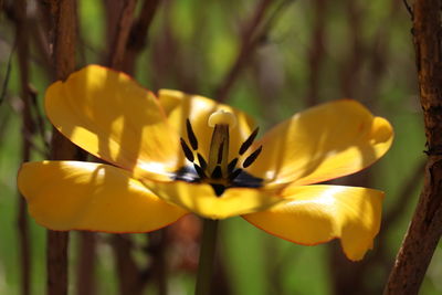 Close-up of yellow flowering plant