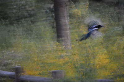 Side view of a bird flying over water