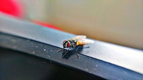 Close-up of housefly on window