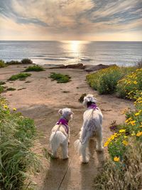 Full length of dog on beach