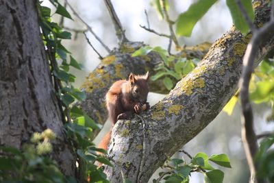 Low angle view of squirrel on tree