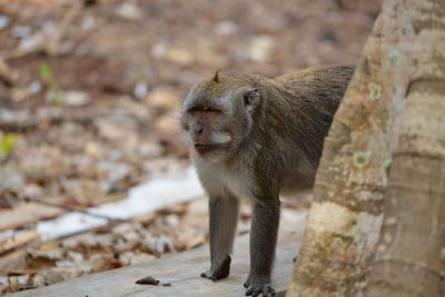 Close-up of an animal looking away