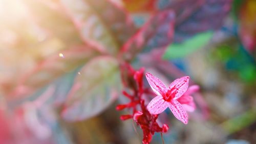Close-up of pink flowering plant leaves
