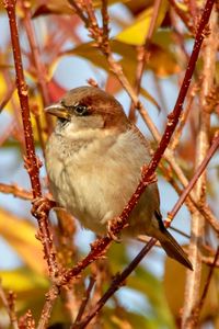 Close-up of bird perching on branch