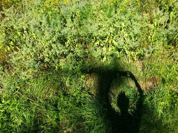 Shadow of plants in forest