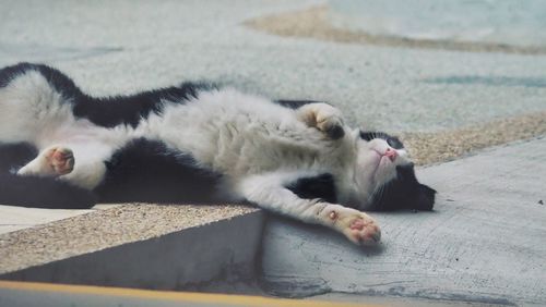 Close-up of cat lying on carpet