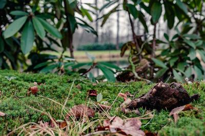 Close-up of fresh green plants in field