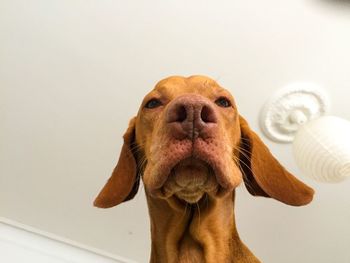 Close-up portrait of a dog against wall