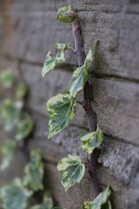 Close-up of insect on plant