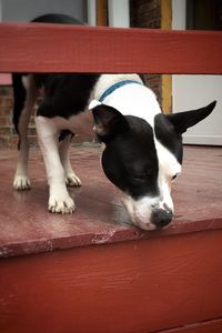 Portrait of dog