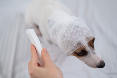 Cropped hand of woman with dog