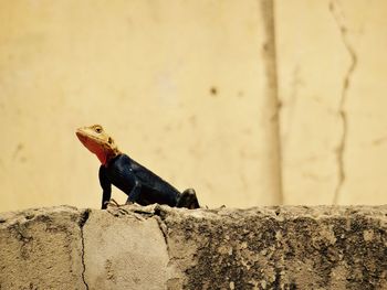 Close-up of lizard on rock