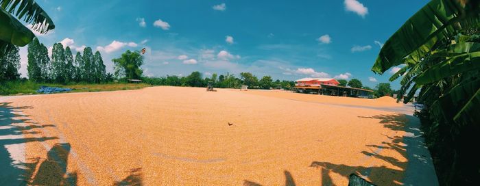 Panoramic shot of palm trees against blue sky