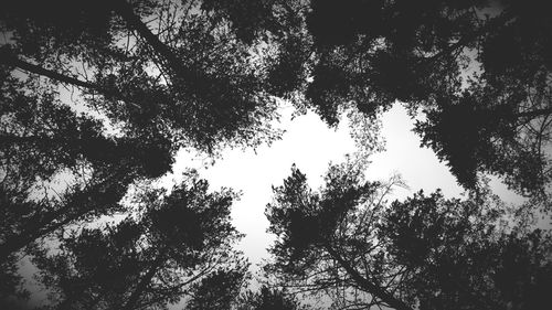 Low angle view of trees against sky