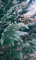 Close-up of pine tree