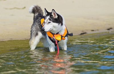 Dog on beach