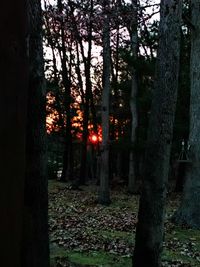 Trees in park