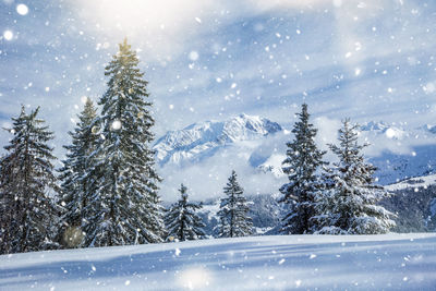 Snow covered pine trees against sky