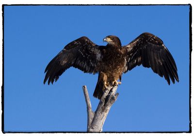 Low angle view of eagle perching on tree against clear blue sky