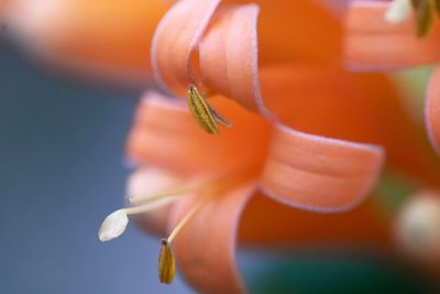 Close-up of flower