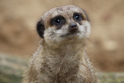 Close-up of meerkat