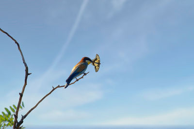 Low angle view of bird perching on plant against sky